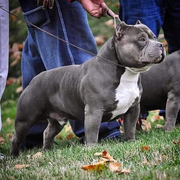 ABKC Jacksonville Bully Showdown III