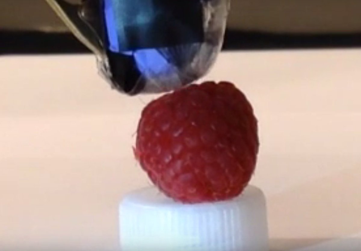 PhysicsWorld's tweet photo. robot fingers with soft and sensitive electronic skin containing an array of capacitors can lightly touch a fresh raspberry without crushing it https://t.co/HxmnSqnIJi https://t.co/BpokDUqIdt