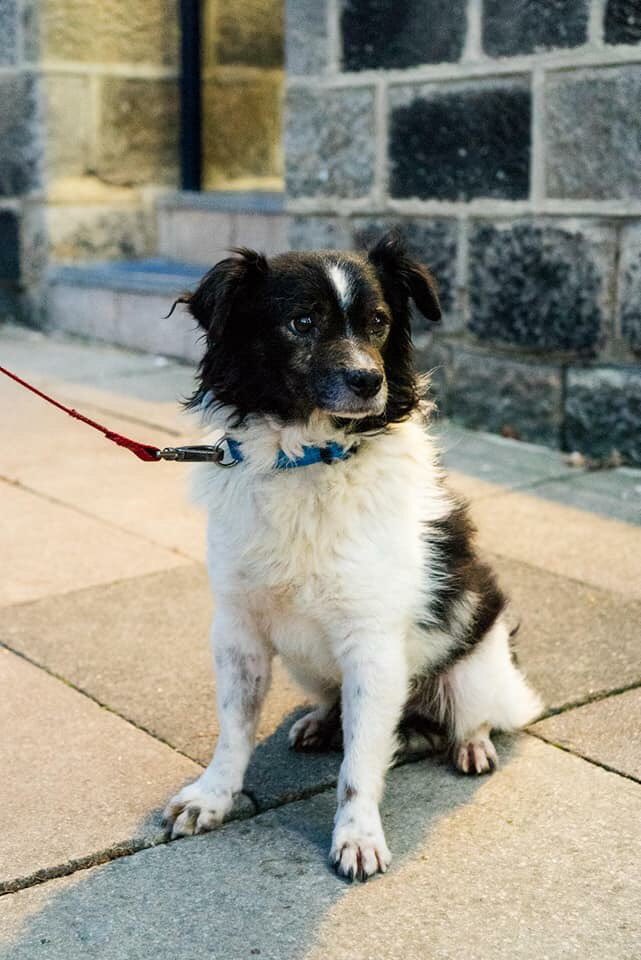 Poor, poor dog. So sad. Please RT <a href="/Zuccouk/">Zucco</a> <a href="/thebarnmeanwood/">The Barn Meanwood</a> <a href="/MeanwoodFarm/">Meanwood Farm</a> <a href="/WhiteCrossVets/">White Cross Vets</a> <a href="/lucycraskbeauty/">Lucy Craske Holistic Beauty</a> <a href="/InkwellArts/">Inkwell Arts</a>