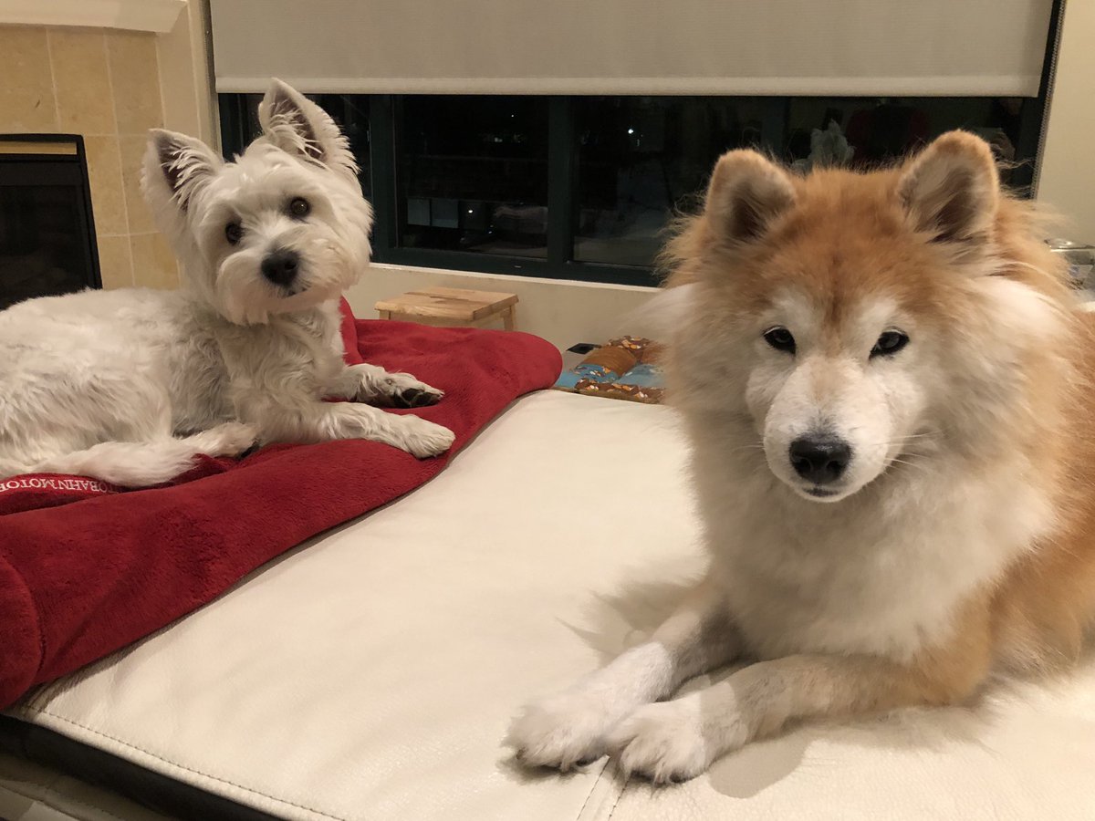 ShibaInuMaya's tweet photo. Weather has been bad these days. It’z great to have Otto here to keep me company! https://t.co/SpHEc8USCx