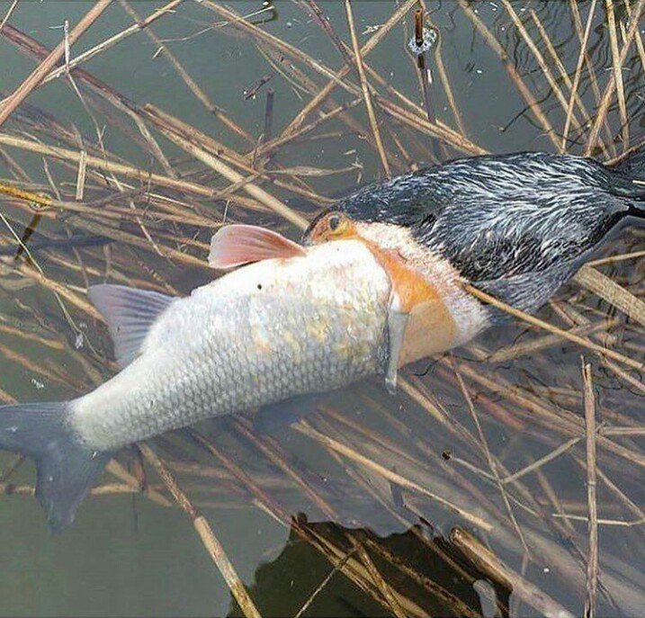 Tidak semua apa yg dimakan bisa mengenyangkan, semua ada takaranya, jangan dipaksa.
