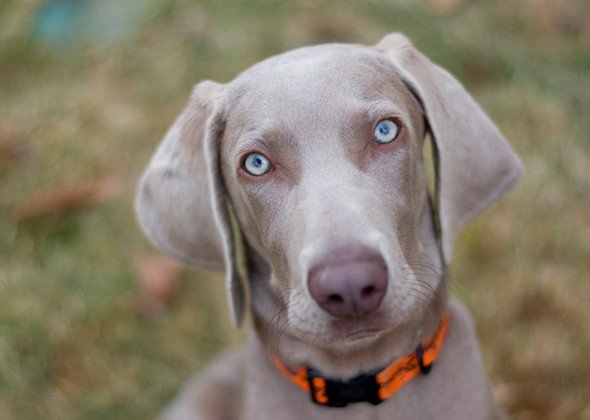 petsability's tweet image. 5 Halloween Safety Tips for Pets
1. Trick-or-treat candies are not for pets.
2. Don't leave pets out in the yard on Halloween.
3. Keep pets confined and away from the door.
4. Keep glow sticks away from pets.
5. Keep Halloween plants such as pumpkins and corn out of reach.