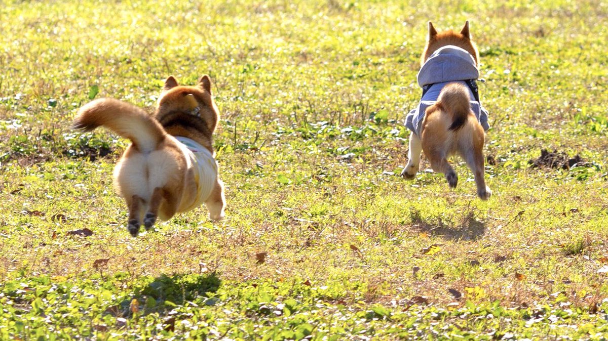 犬 走る 後ろ姿 ただかわいい犬