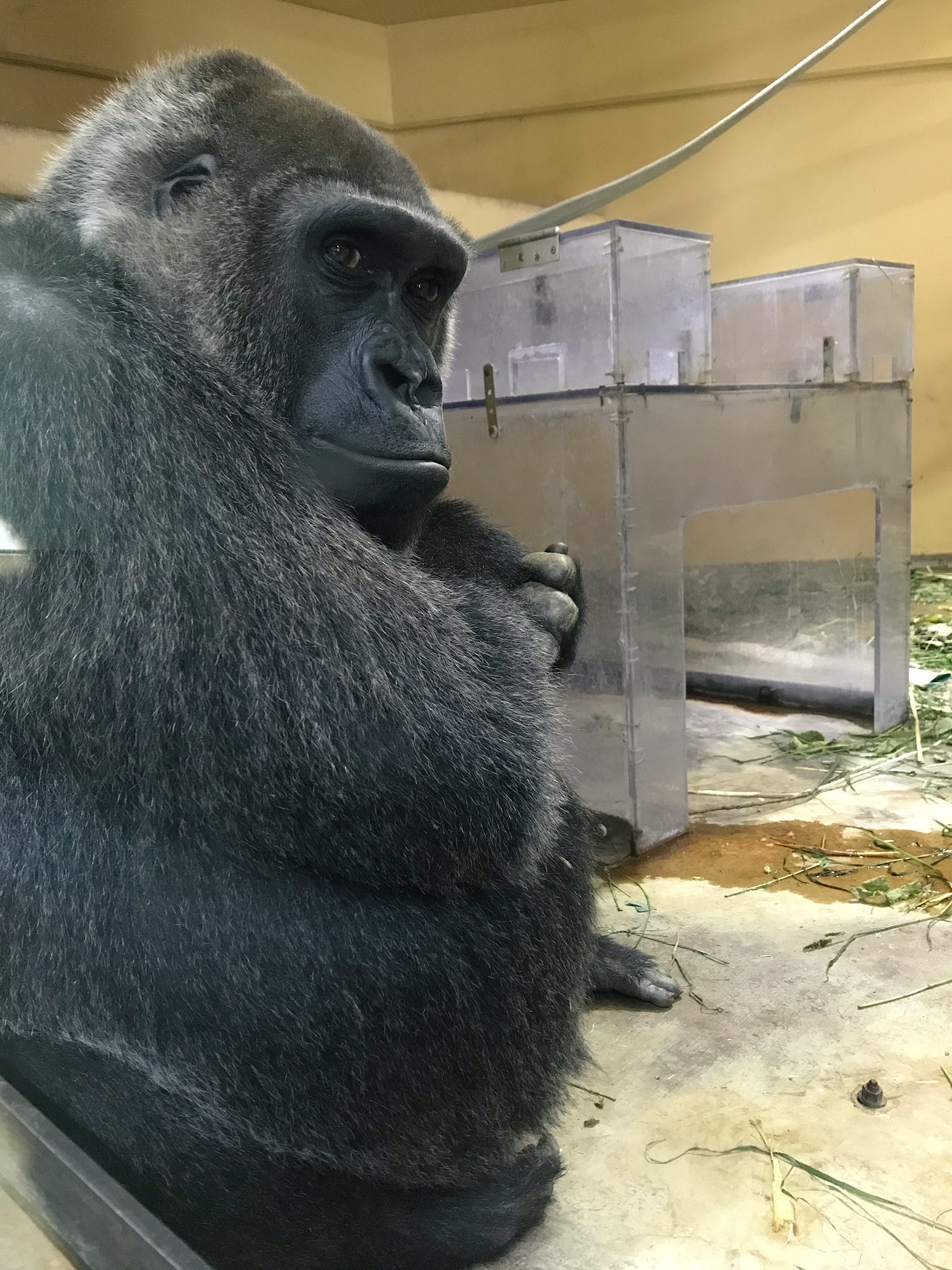 人気の贈り物が ごりら様専用 ポケモンカードゲーム Cft Hammamet Com