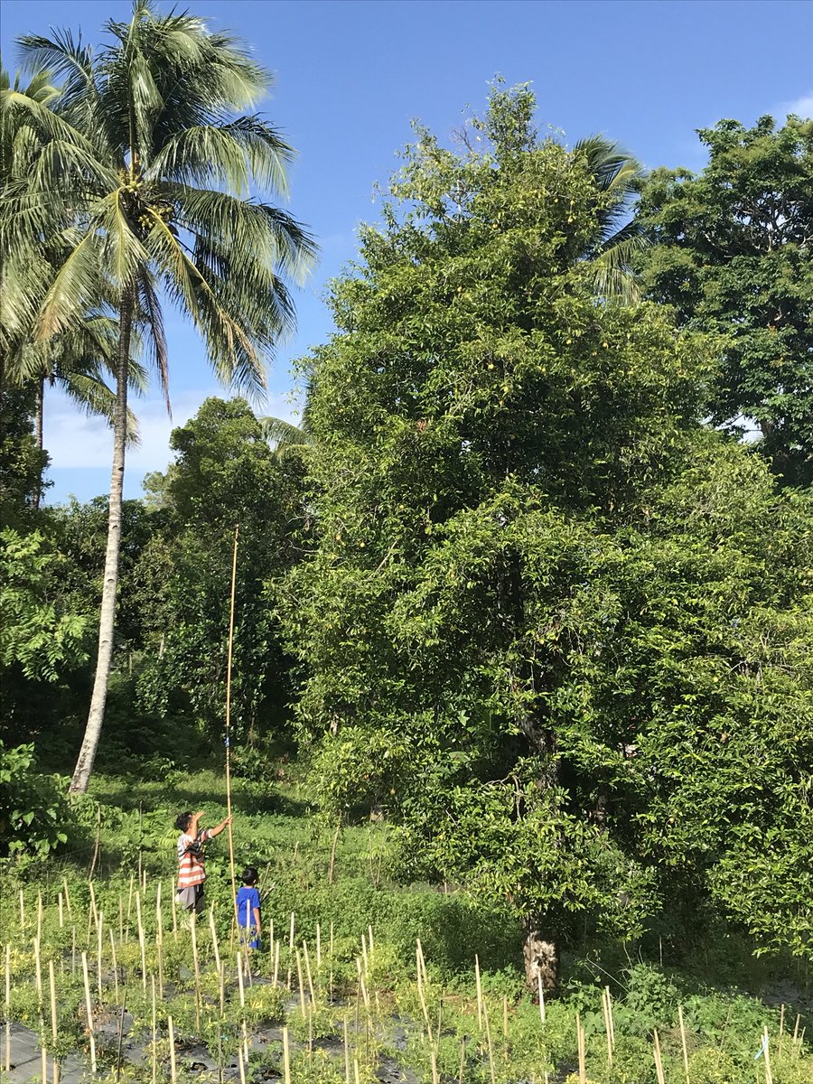 maulanarch's tweet photo. kembalikan bukit-gunung sebagai kebun; jangan habis dibangun rumah!.. #ternateberkebun #petanikeren https://t.co/H4YWACEP9R