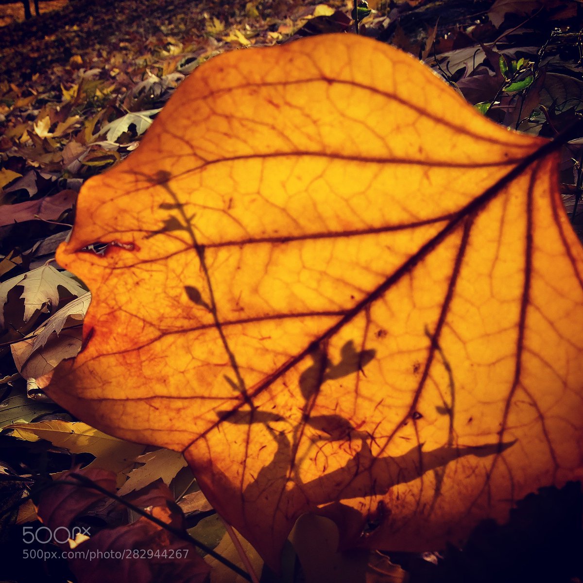 Table Mountain Pics tweet media