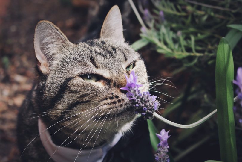 RegionCanberra's tweet image. Looking for the perfect gift for an animal lover? The #DVCS Pets of Canberra calendar is now available for pre-orders, and it’s full of the region’s most adorable furry friends ow.ly/Cv5630mH9zo