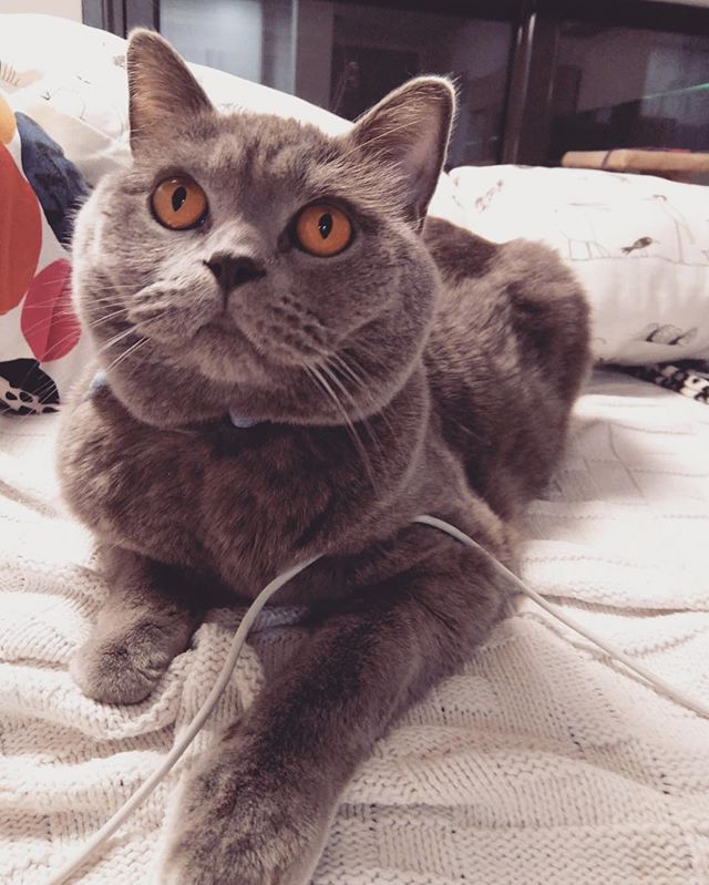 RonaldAndMarley's tweet photo. 🐱💭I made this face😑 when my hooman👱‍♂️👱‍♀️ meowed🐈 back to me🐾. #catmania #catpetclub #catlovers #catstagram #ronald #misterronald #sirronald #meow #miau #cat #kitten #mypet #mycat #mykitten #britishshorthair #bluebritish #bluebritishshorthair https://t.co/elIlzDJZM3 https://t.co/8zmek5IT2J