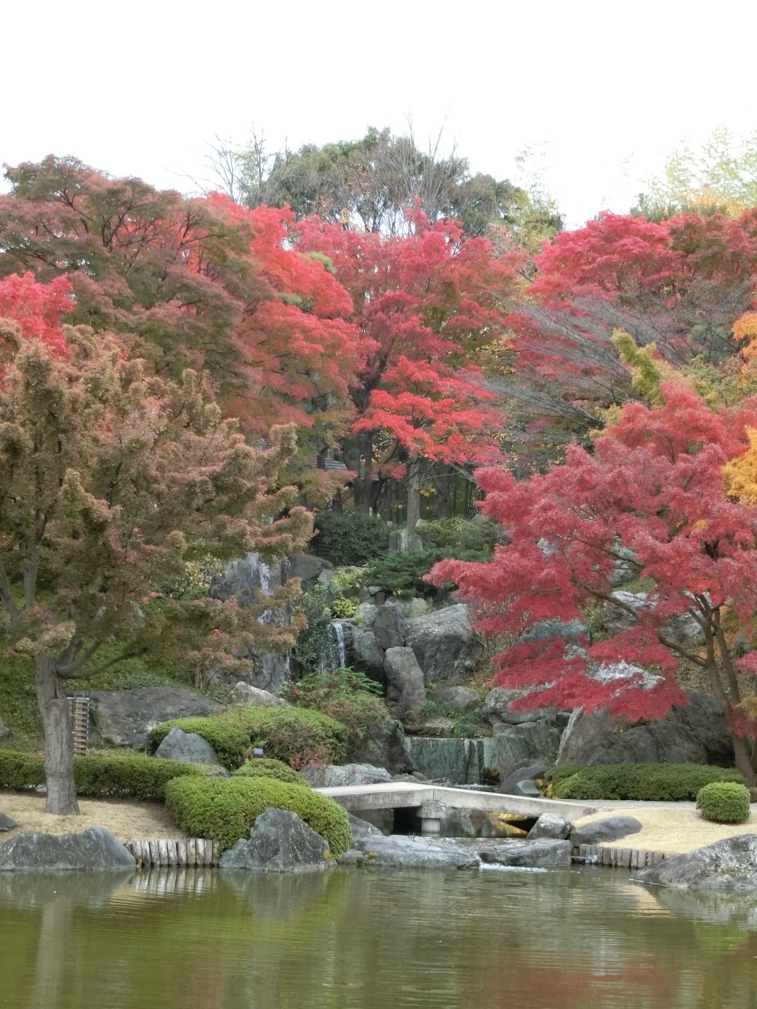 花田苑 花田苑の紅葉情報 日本庭園花田苑の紅葉は例年11月頃です 11月24日 土 紅葉がようやく見頃を迎えました 是非 紅葉狩りにお越しください 日本庭園 花田苑 越谷市 紅葉 こしがや能楽堂 秋 見頃 紅葉狩 T Co Lzhalu7exc