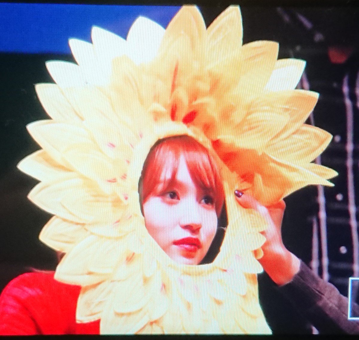 TZUYU213's tweet image. 해바라기단ㅋㅋㅋㅋ