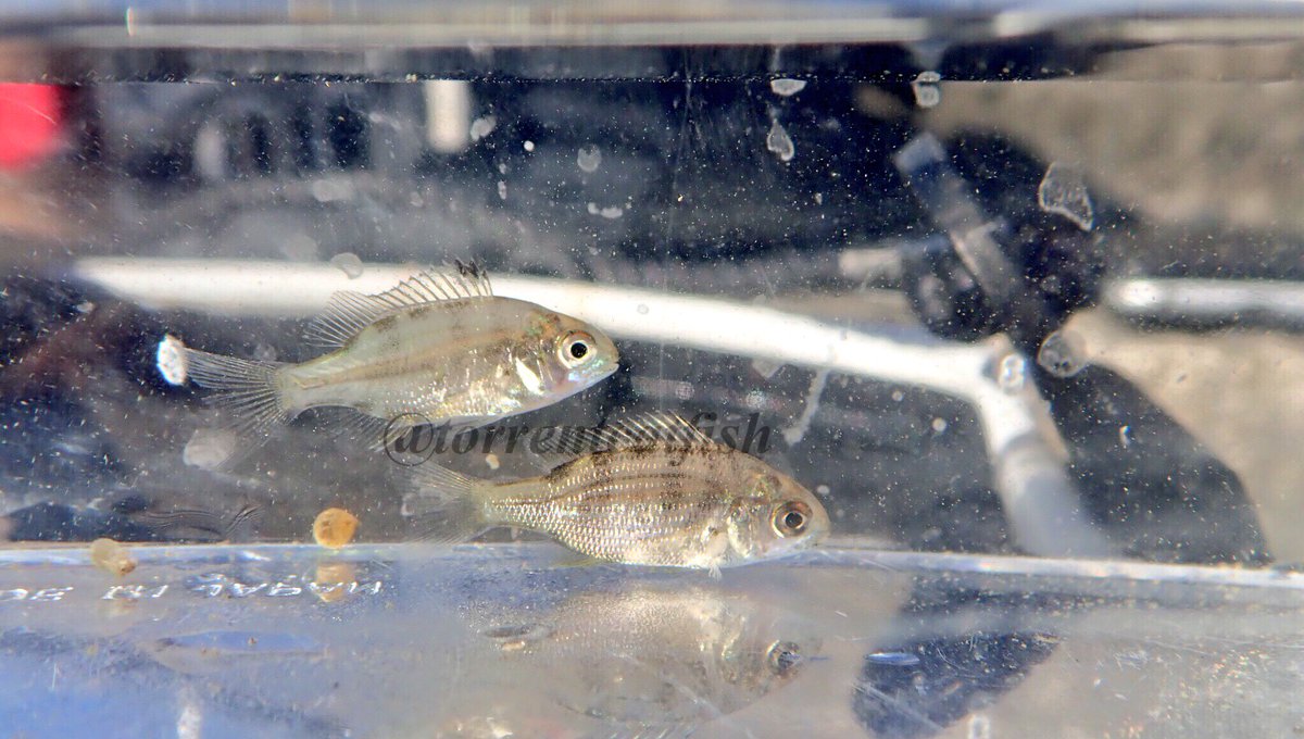 ネバチ On Twitter うーん クロダイの稚魚 かなぁ