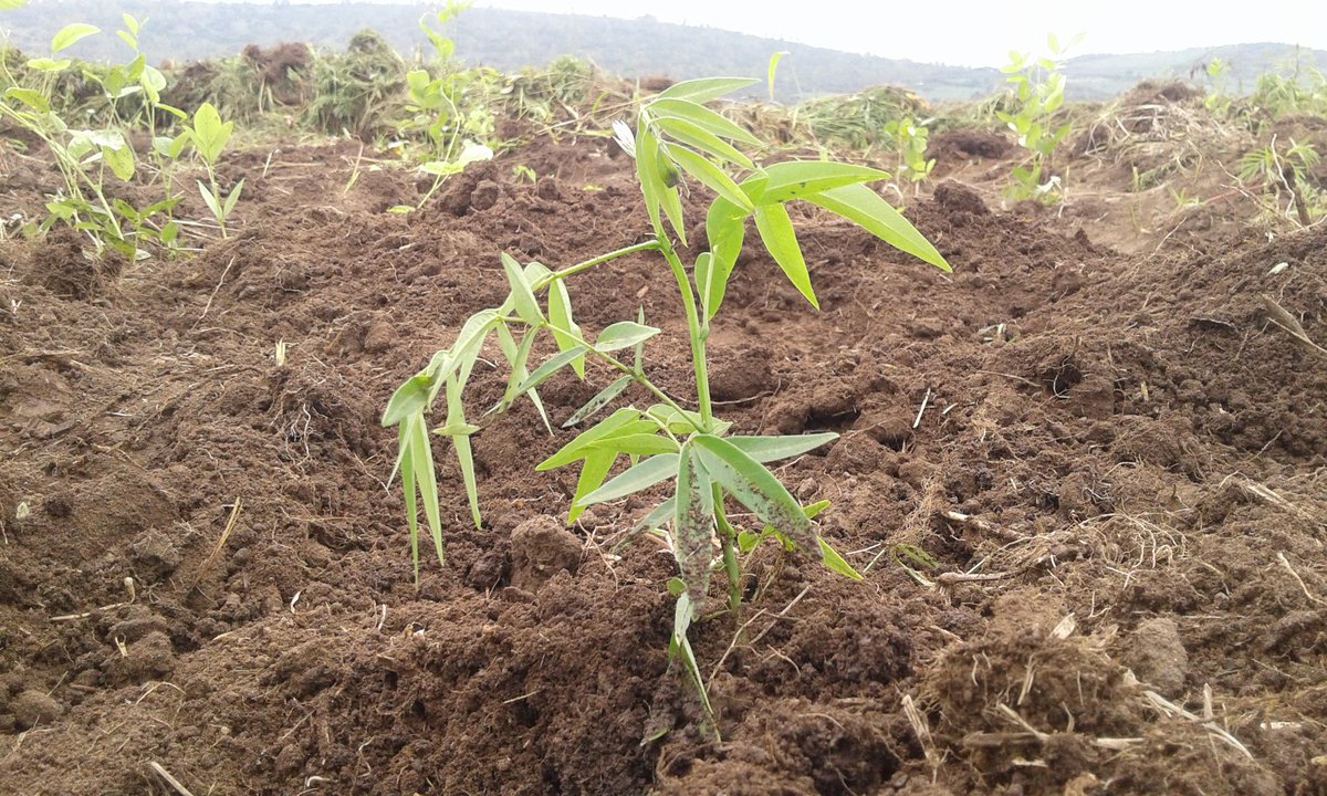 GASAROKristian's tweet photo. Expanding forests is a much more effective solution to climate change than bioenergy.
#SmokelessRwanda
#StandForClimate
#TeraIgiti2018
@ISAROGroup
@REMA_Rwanda
@info_rwfa https://t.co/TfFt6ij3NK