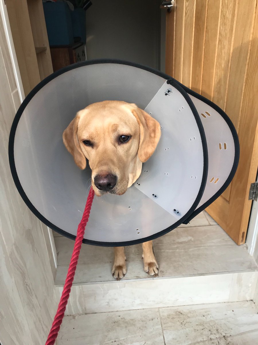 “Dad I know you said this fancy dress party will be good, but I’m having second thoughts. Got street cred you know ..” 🤣🤣