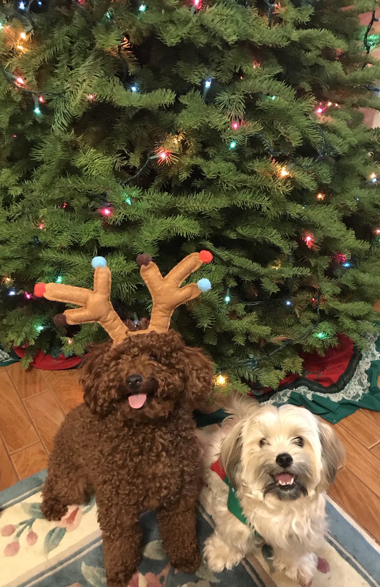 skyeesa's tweet photo. LET THE HOLIDAY SEASON COMMENCE!!! 🎄🐶🐩 https://t.co/dvlNZVqQA5