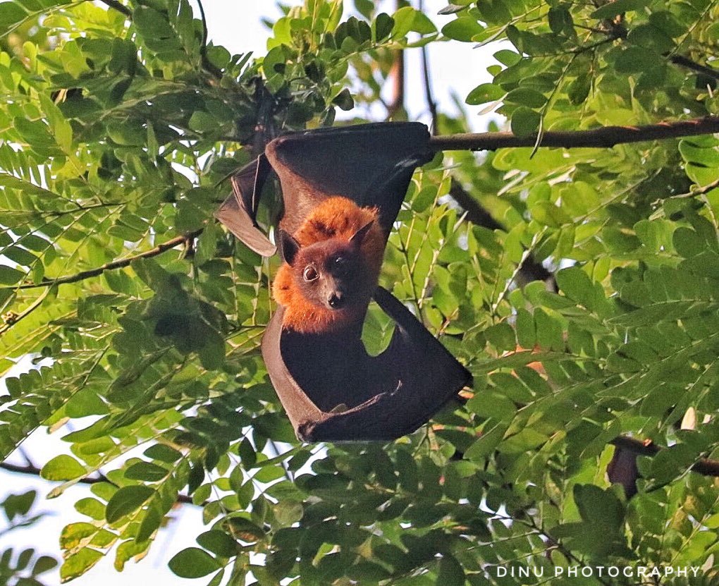 Fulvous Fruit Bat 🦇 #DinuPhotography @500px @NatGeoPhotos @NatGeo @Discovery @BBCEarth