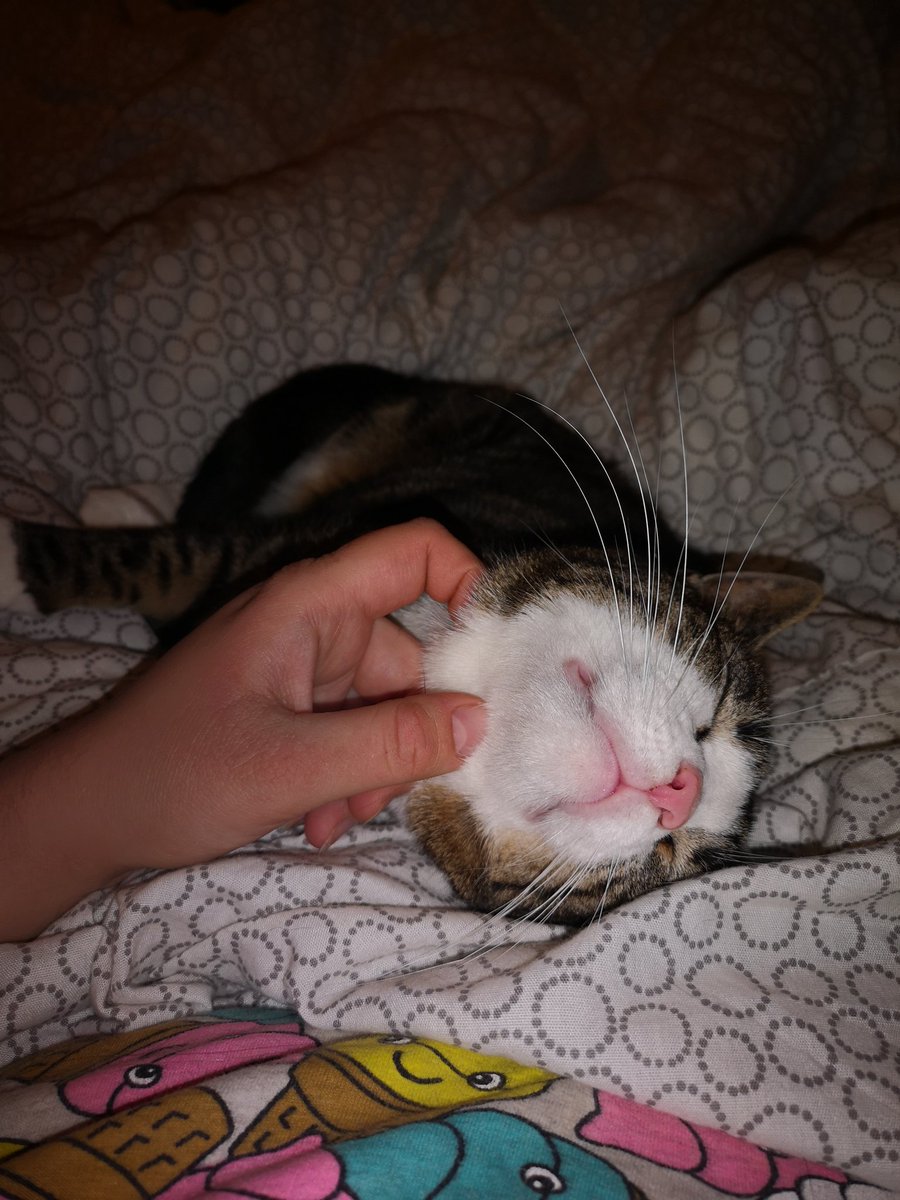 aguwasil's tweet photo. Yeah #momma Just like that! #Caturday #CatsOfTwitter #cats #kot #Merkilda #love https://t.co/bL5XxF1SA1