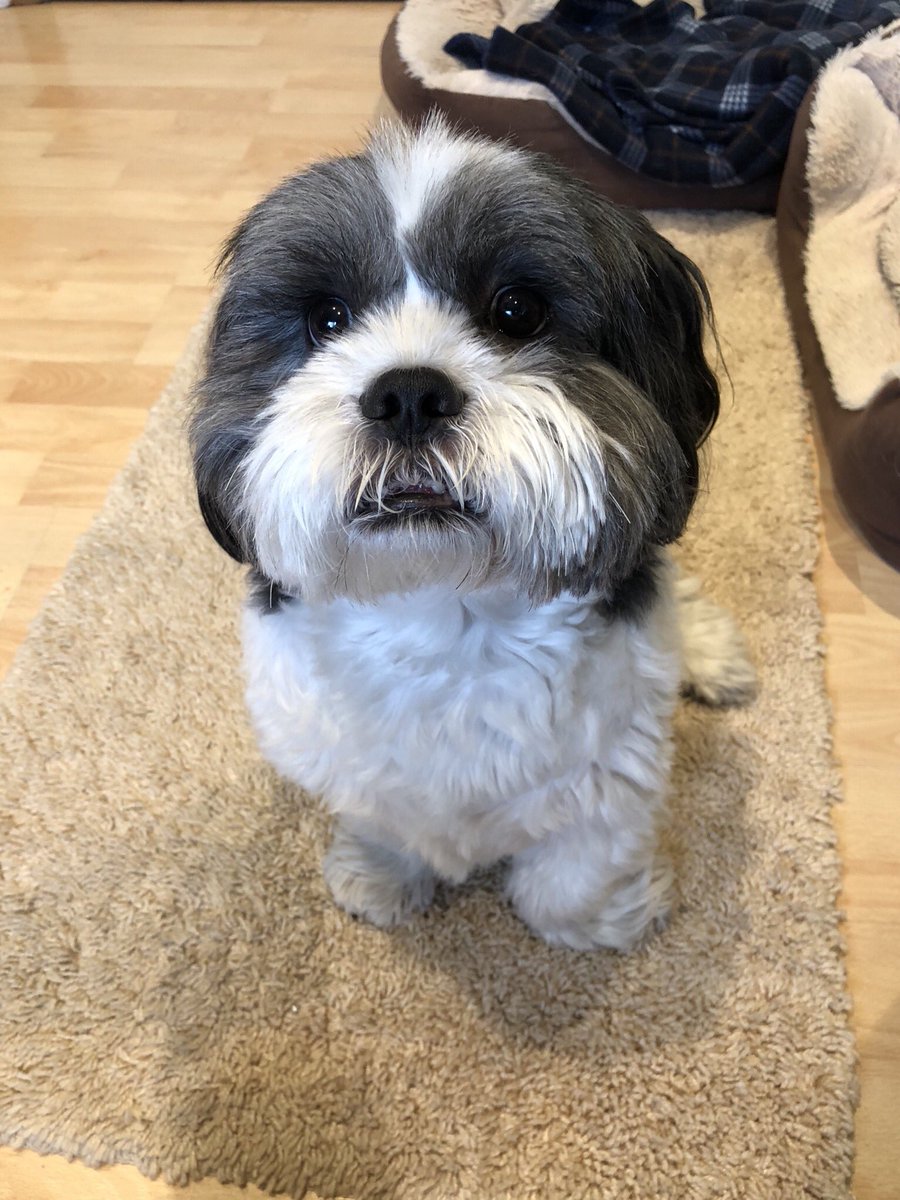 DeanKayne's tweet image. Daddy i likes that food that you have, can i just watch you incase you drop any crumbs........ #cutedogsoftwitter