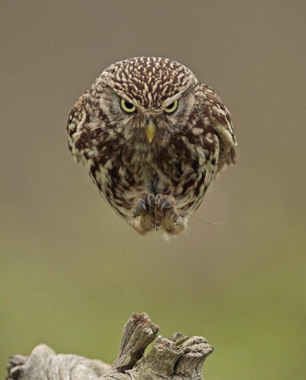 MeredithFrost's tweet image. This owl is a total badass. (Photo: Russell Savory)
