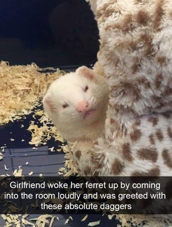 FerretGoku's tweet photo. Found on Facebook. #ferrets #sleepcoma https://t.co/8tj87mqEtK