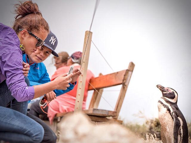 4Explorateurs's tweet photo. Les manchots de Magellan (Spheniscus Magallanes) dans la réserve naturelle de Punta Tombo #les4explorateurs #memories #flashback #argentine #tourdumonde #argentina #tdm #worldtour #famille #family #worldtourfamily #travel #buenosaires #instadaily  #touri… https://t.co/jyZZkpBL60 https://t.co/8MhkvlO6w8