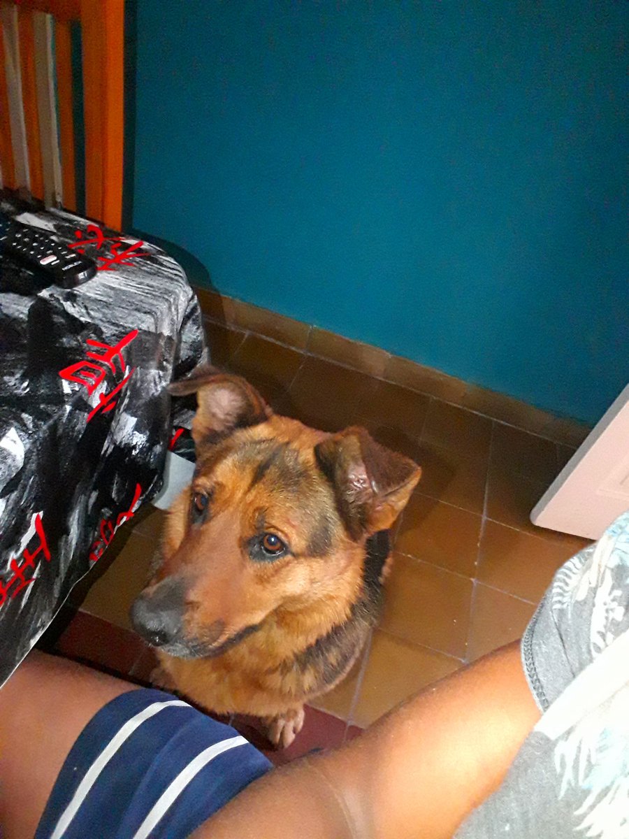 En su nuevo hogar 🐶💗