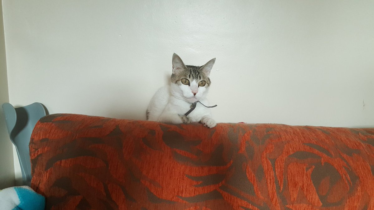 antonio90RM's tweet photo. Se ha perdido esta gata en Écija (Sevilla) por la calle Doctor Mariano Torres (al lado del bar vivas,por detrás de la doma) lleva un collar con un cascabel. Si alguien la ve o la encuentra por favor que se ponga en contacto conmigo. Gracias. @REFUGIOAPRENDA @adoptaunavidaMD https://t.co/iv5NIfEDYC