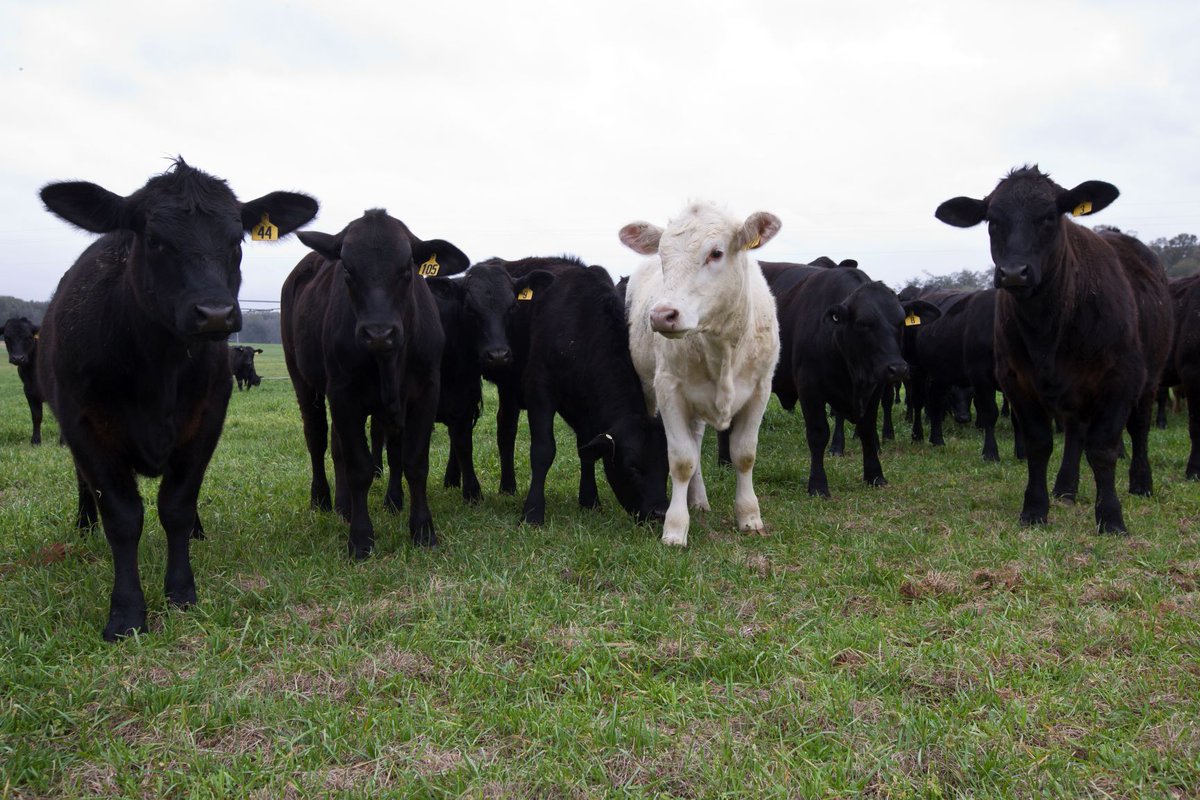 UF_IFAS's tweet photo. 2 years after birth, cows born from heat-stressed mothers produced less #milk, according to @UF researchers. This is a key finding for #cattle producers. @PLOS ; https://t.co/30d1pHvECS https://t.co/FuJJWC01C6