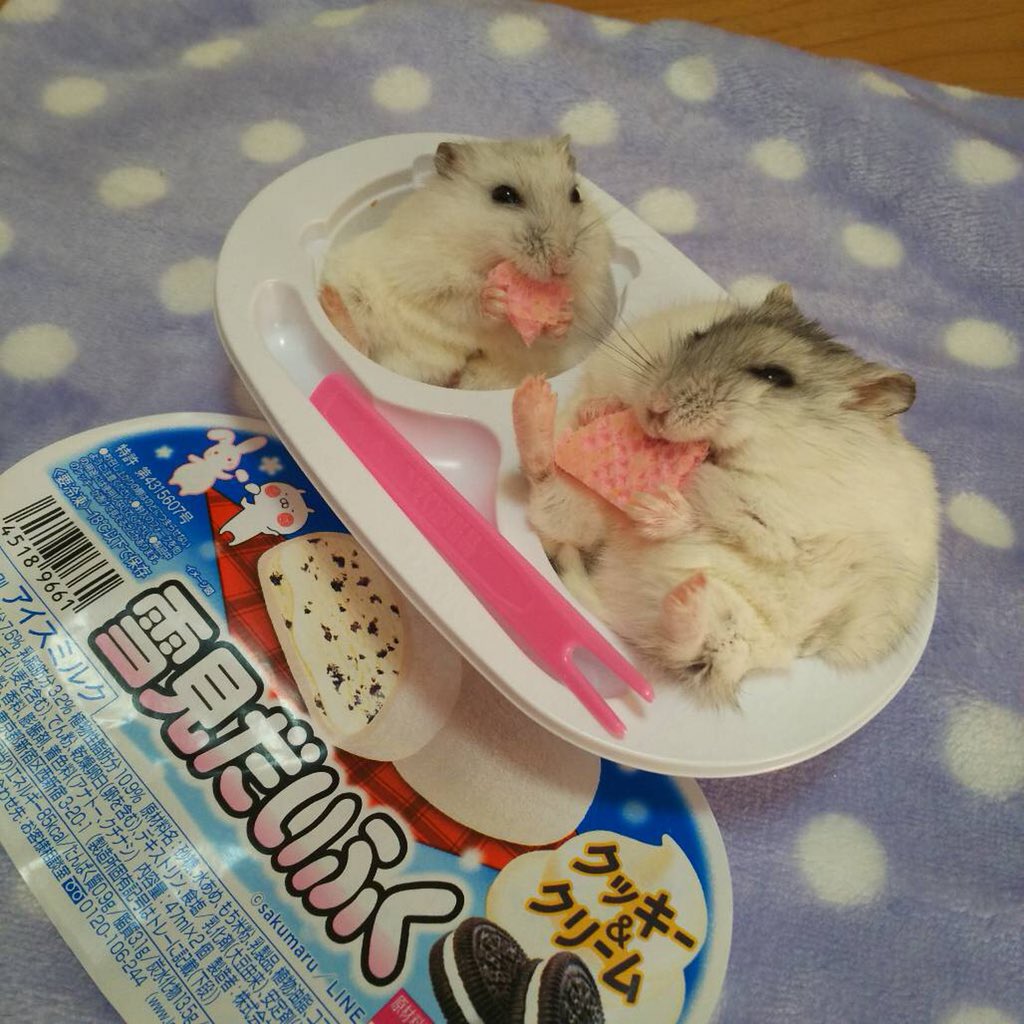 らんまる 今度は2人で雪見だいふくになりたかったみたいです 最後はやっぱりらんまる1人でも雪見だいふくでした ハムスター パールホワイト 雪見だいふく