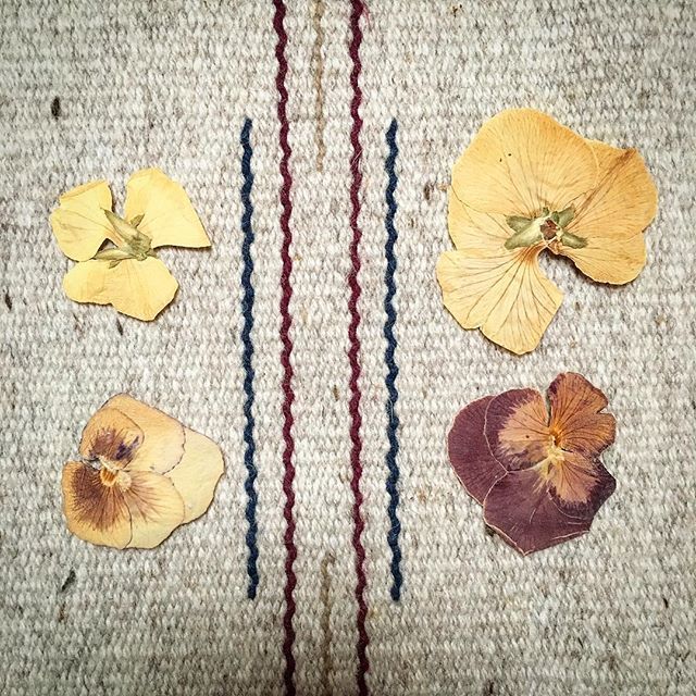 Mom’s Flowers: I opened up an old cookbook that belonged to my parents, looking for advice, and I found four pressed flowers that my mother must have left in there one day, long before she died. Seeing these little flowers was almost like having her stan… ift.tt/2BsZjZV