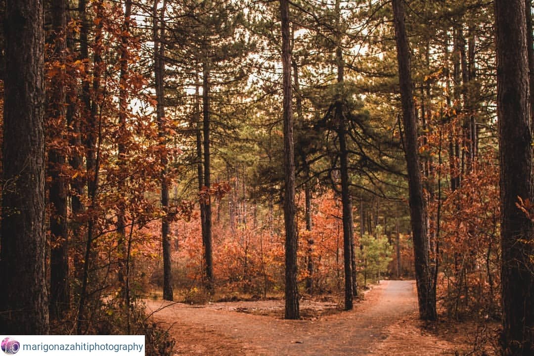 coloursALB's tweet photo. Autumn details 🌰🍁🍂
#Valbonë #Lëpushë #Theth #Tiranë
#ColoursofAlbania2018 🇦🇱📸 #Albaniathroughyoureyes 💛🦋 https://t.co/a08LHUm2y1