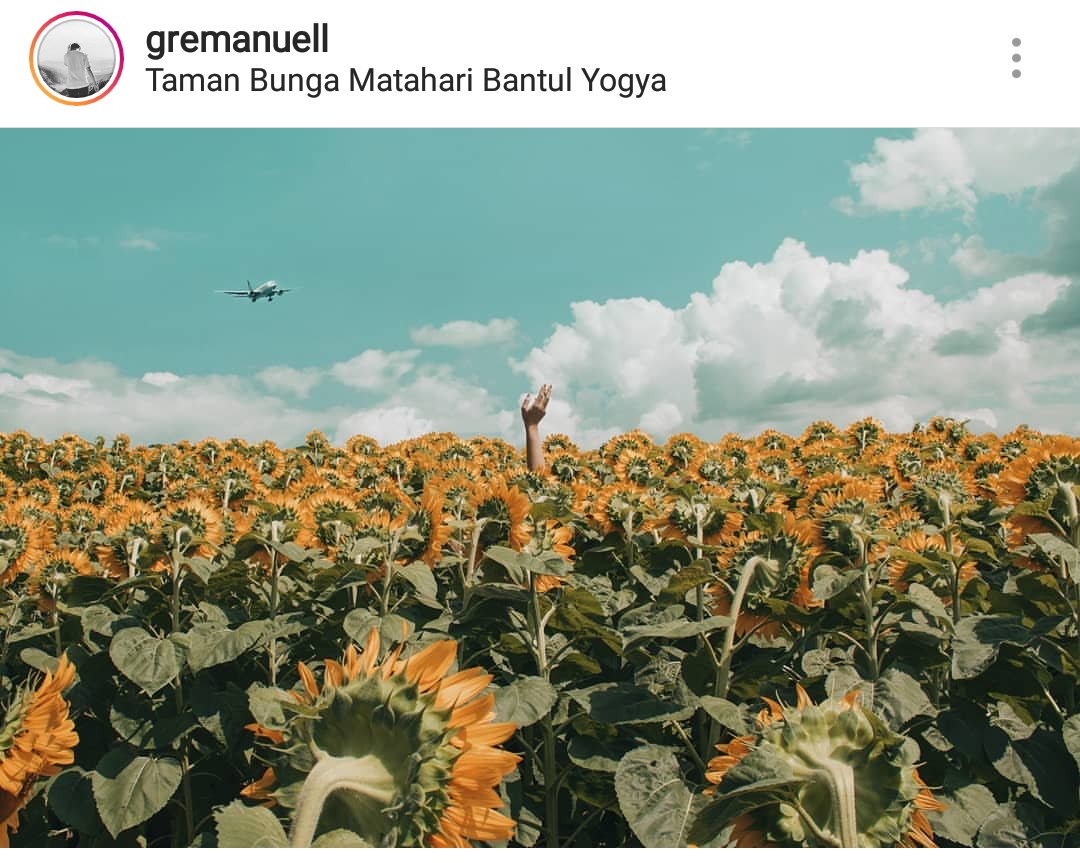 Will в Twitter Taman Bunga Matahari Bantul Taman Bunga Ini