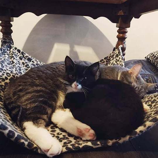 Purnauskis's tweet photo. Best friends Hugo and Peltsa enjoying #caturday. 😻😻 #hugo #peltsa #cuddlycats #kitten #catcafe #kissakahvila #purnauskis #tampere #visittampere https://t.co/iqPAPjEDHz https://t.co/tyjMR6DCxJ
