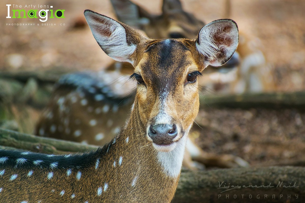 imagiavijay's tweet photo. #imagia #wildphotography  #indian #travelphotography #photolocker #naturephotography #nature #deer #TheHindu #deccanherald #vijayanandnaik #deerlife #animaldeer #deerlife #animalshots #eco #saveanimals #deers  #vijayanandnaikphotography https://t.co/vC830lmAl6