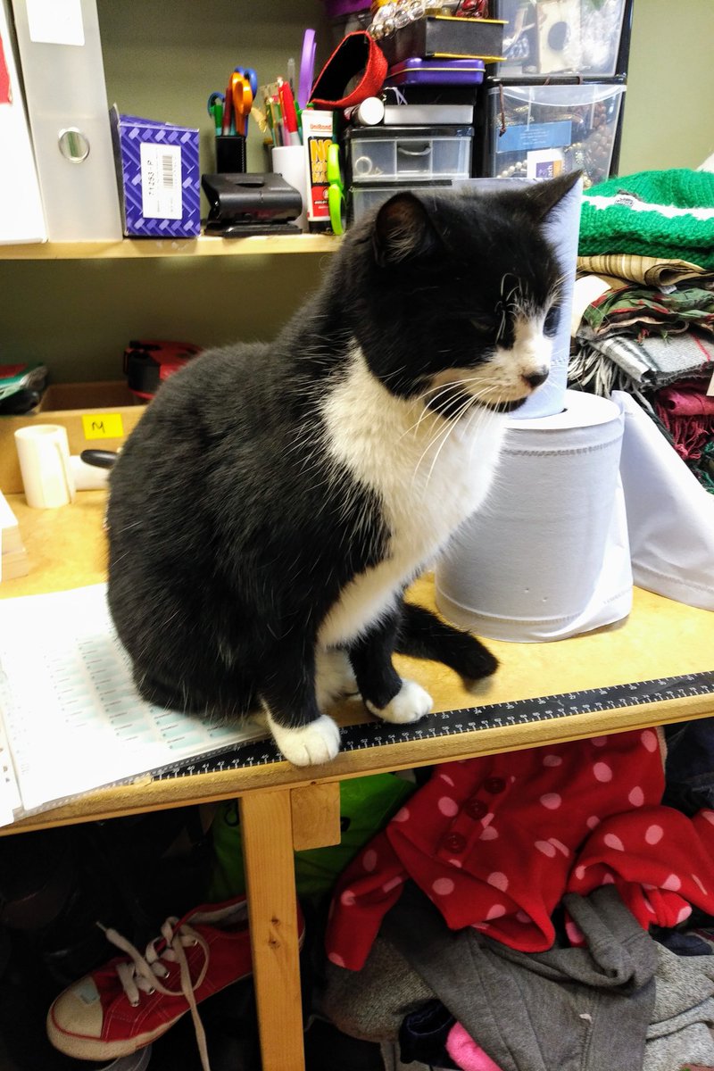 Good to see new volunteer Tiddles @EACH_Suffolk #Halesworth #Suffolk today...