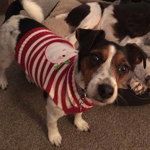 RCTcharity's tweet photo. βοΈ Acquire dog
βοΈ Convince dog that dressing up is a wise and productive use of time
βοΈ Put dog in red clothing
βοΈ Upload picture on Monday 10th December for #redforrobin
βοΈ Win our everlasting respect https://t.co/9mdVUpnpjF