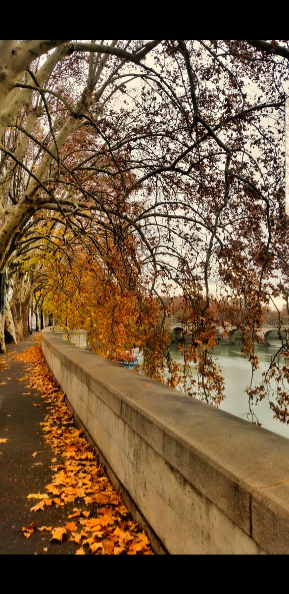 #Roma 
#sabato
#autumn
#Lungotevere 
@I__Love__Italy 
<a href="/GaudiumRoma/">Gaudium Roma</a> 
<a href="/BeautyfromItaly/">BEAUTY FROM ITALY</a> 
<a href="/italiadasogno/">Italiadasogno</a> 
<a href="/PFotografica/">passione_fotografica</a> 
<a href="/discoveroma/">Discover Roma</a>