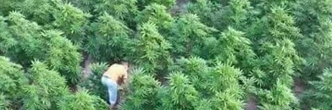 Hello,  thanks for accepting the request, 🤔wondering if you are of need of some of our products we got like the medical marijuana for both patients and smokers and cannabis oils like the CBD, RSO, THC and FECO oils.  If interested in any please kindly message us for the prices