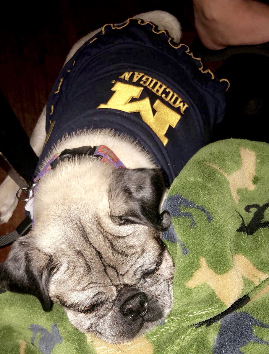 Gina’s well rested for the big game day! GO BLUE! Beat <a href="/OhioState/">Ohio State</a>! 🐶💙💛 @U_of_michigan <a href="/OhioStAthletics/">Ohio State Buckeyes 🌰</a>