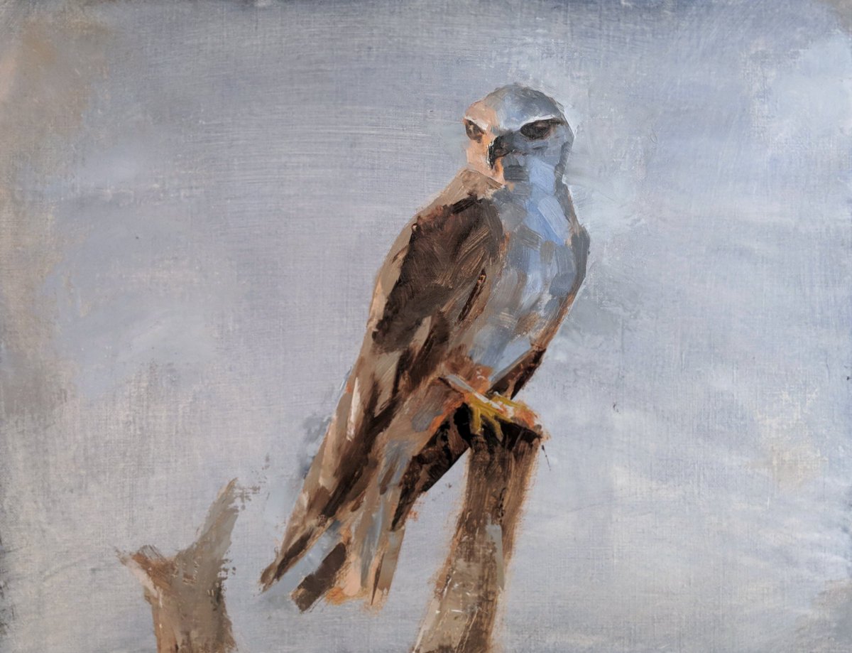 Its nearing sunset and a shikra (Accipiter badius) scans the forest for his fruit bat dinner.  #allaprima #oilpainting #penchnationalpark