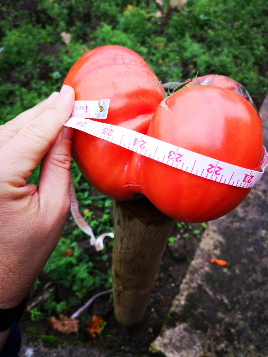 GiantVeg's tweet photo. Not bad for a Mid November picking. Growing in the GoGro hydroponic system. A near 5 and a half pound tomato. Over 2ft in circumference @rareseeds
@HydroGardenLtd
#gardening 
#GoGro
#Hydroponics 
#growyourown 
#giantveg https://t.co/Y1K7nKH3CL