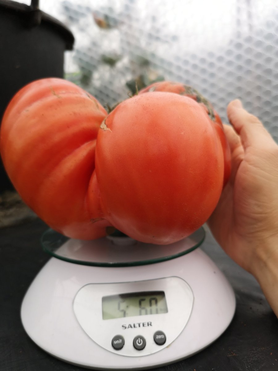 GiantVeg's tweet photo. Not bad for a Mid November picking. Growing in the GoGro hydroponic system. A near 5 and a half pound tomato. Over 2ft in circumference @rareseeds
@HydroGardenLtd
#gardening 
#GoGro
#Hydroponics 
#growyourown 
#giantveg https://t.co/Y1K7nKH3CL