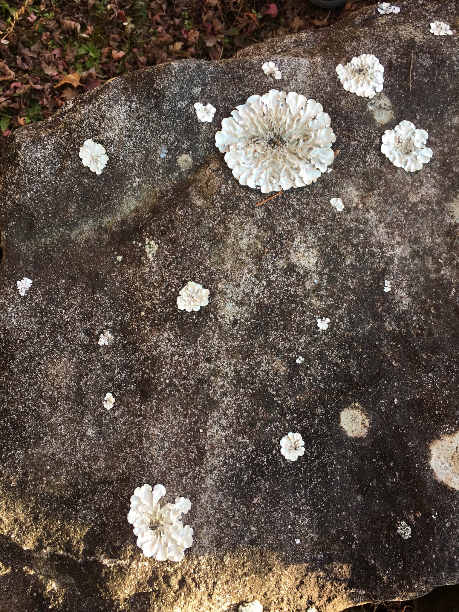 Aoki Kanae Twitterissa 石の上に生えている 花のような 苔のような キノコのような これはなに T Co Kq6nv5ln7y Twitter