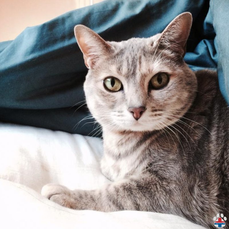 ProPetHero's tweet photo. Hope you are having a #cattastic #caturday ๐ฑ Let your favorite #furball relax while you #getcertifiednow in #petfirstaidandcpr they're depending on you. #howisavedmycat #howisavedmypet #petfirstaidcertification #petfirstaidandcprtrained https://t.co/WFwTqtI5rm