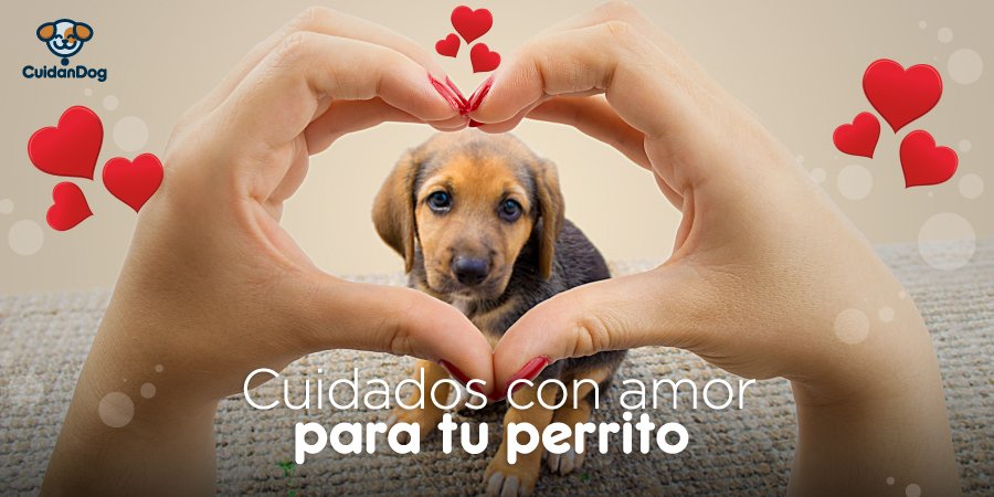 cuidandog's tweet photo. Es hora de consentir a tu mascota con los mejores servicios del cuidado perruno. 
Descargue nuestra App #CuidanDog en Google Play: https://t.co/IbMHK3KwQ6 ¡Servicios con mucho amor! 💕 
#CuidanDog #AmorPerruno #AppCuidanDog https://t.co/XMvB5CMQwI