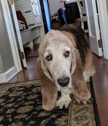 BROODva's tweet photo. Santa, can you bring me a #furever family for my 11th bday on Christmas? My family didn’t have time for me anymore even though I’m a very good boy—I’m great with kids &amp; cats, and am crate- &amp; house-trained. I love to cuddle &amp; snooze. Visit https://t.co/lzMtCBsakY to adopt Baxter! https://t.co/l6EgexdC3d