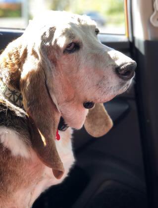BROODva's tweet photo. Santa, can you bring me a #furever family for my 11th bday on Christmas? My family didn’t have time for me anymore even though I’m a very good boy—I’m great with kids &amp; cats, and am crate- &amp; house-trained. I love to cuddle &amp; snooze. Visit https://t.co/lzMtCBsakY to adopt Baxter! https://t.co/l6EgexdC3d