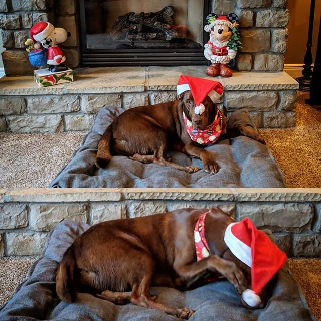 kalljayhawk's tweet photo. Let the holiday dog abuse begin....
#christmas #holiday #holidays #sawyerlab #dog #puppy #pup #cute #eyes #pets #dogs_of_instagram #pet #petstagram #dogsitting #dogsofinstagram #ilovemydog #instagramdogs #dogstagram #dogoftheday #lovedogs #lovepuppies #hound #adorable #doglo… https://t.co/nbi2eHhxtY