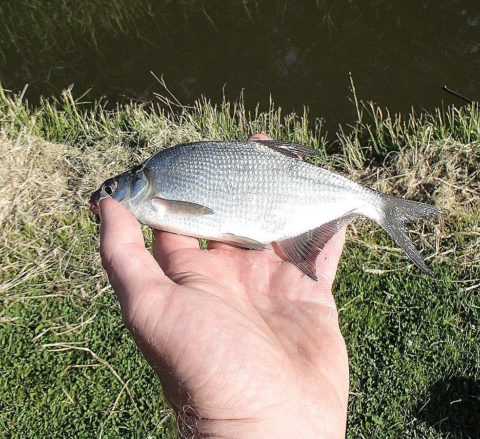 FBaitWorld's tweet photo. Best baits for summer bream https://t.co/ZFyGmrgr1l https://t.co/vtmy0gbJRH