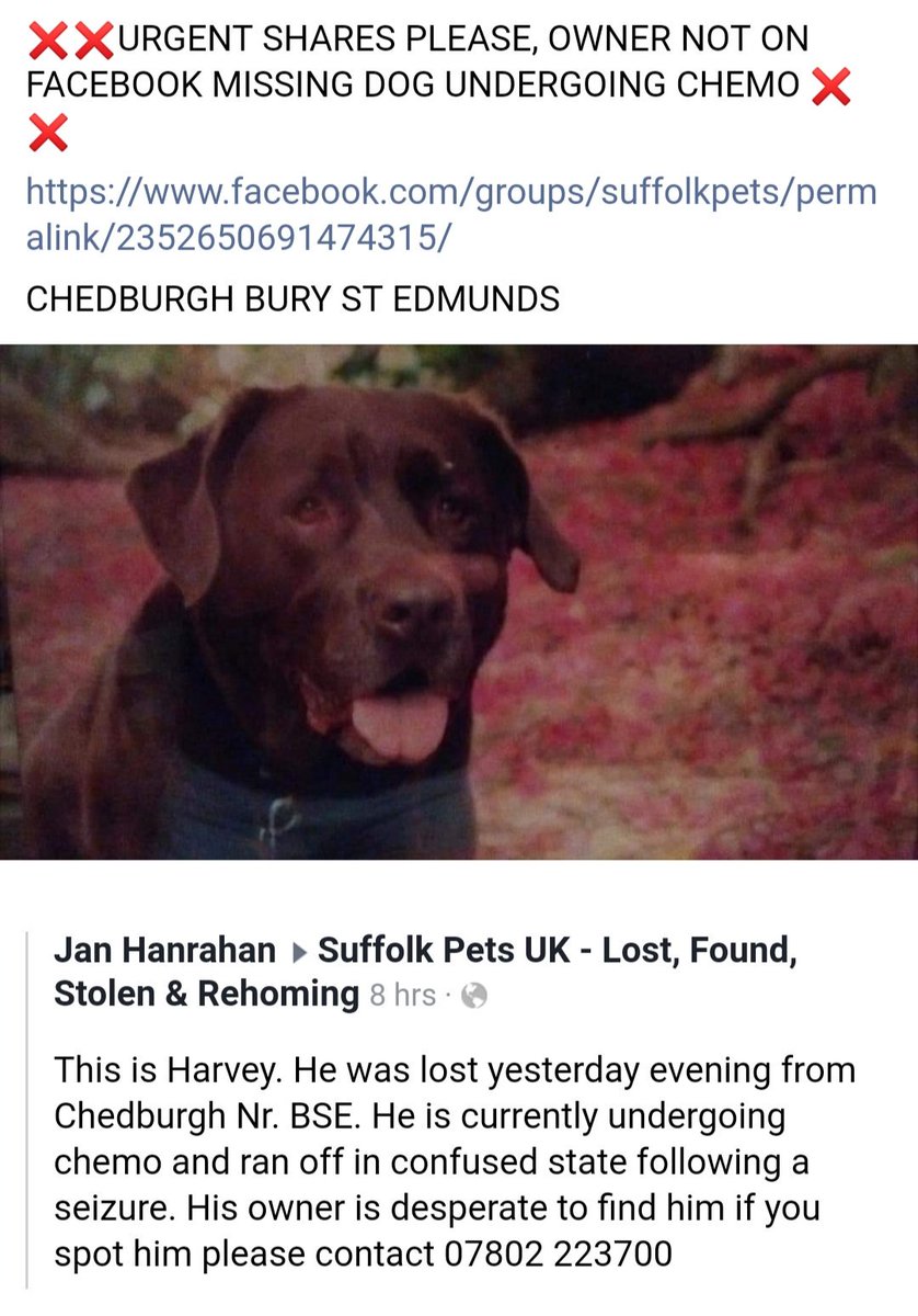 MissingPetsGB's tweet photo. ๐#Urgent #Harvey is undergoing chemo and ran off in a confused state following a seizure. Needs to be found #urgently
#chedburgh #burystedmonds https://t.co/crhKLNCIui