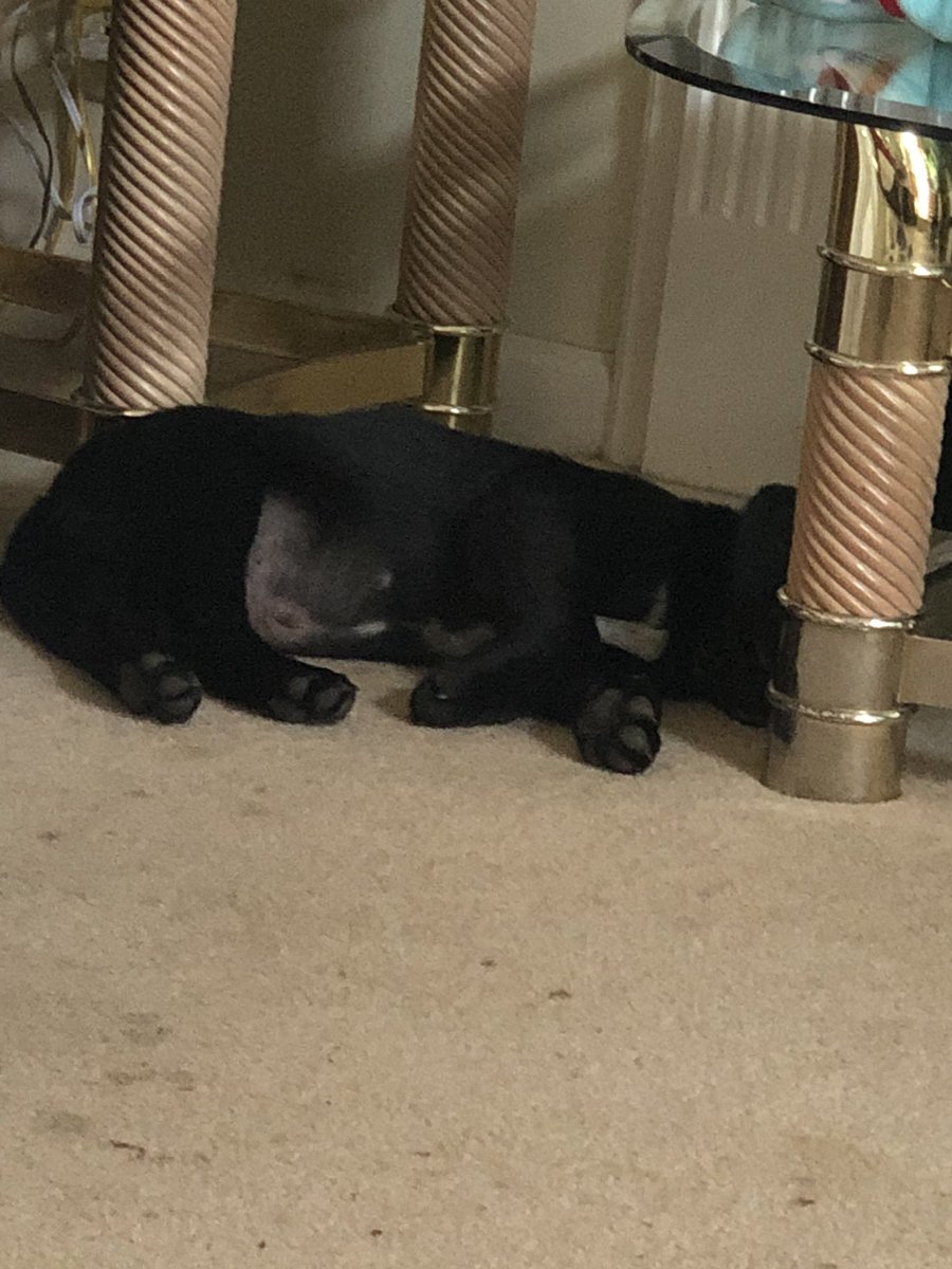 gnat65's tweet photo. . Rocksteady is resting up before today’s @TNProverbs1210 adoption day at Bellevue Petco. He has an adopter waiting on him! #FosteringIsImportant #AdoptDontShop https://t.co/d4RD5X1Ho6